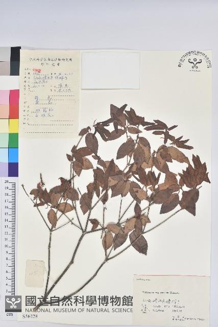 馬銀花藏品圖，第1張