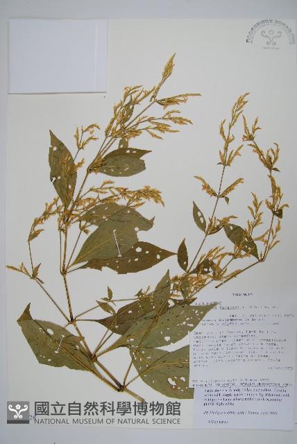 登錄號:S096328藏品圖，第1張