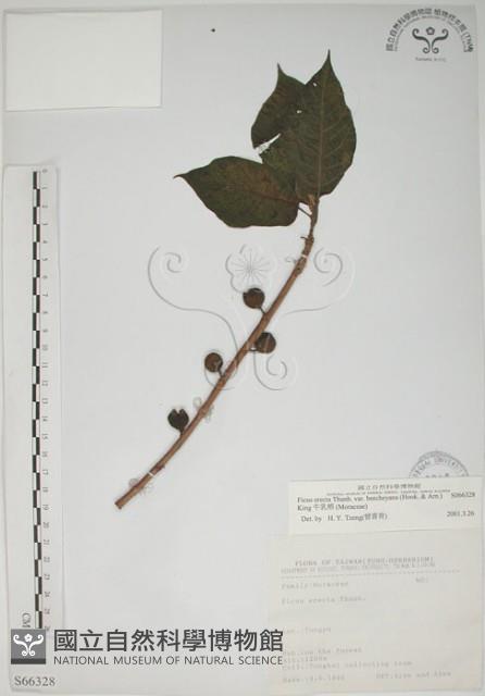 牛乳榕藏品圖，第1張