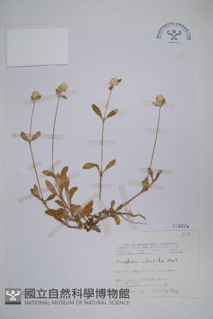 假千日紅藏品圖，第1張