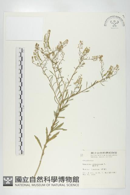 獨行菜藏品圖，第1張