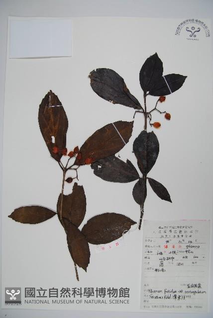 狹葉莢迷藏品圖，第1張