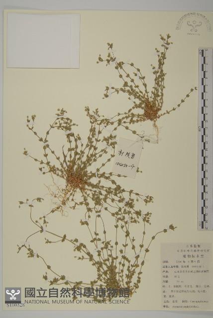 無心菜、鵝不食草藏品圖，第1張
