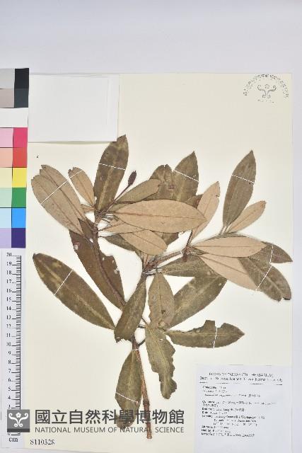 Red-stripe Rhododendron Collection Image