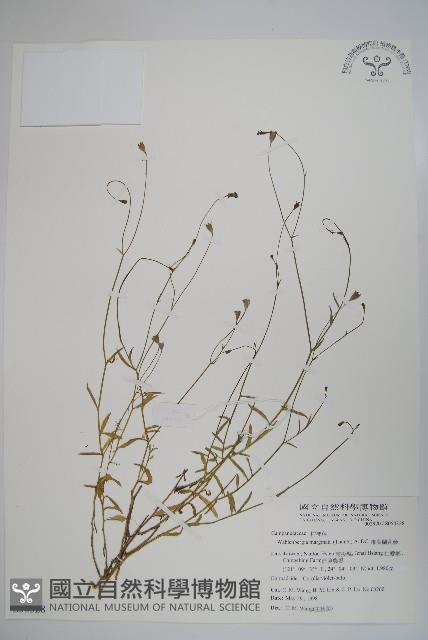 細葉蘭花參藏品圖，第1張