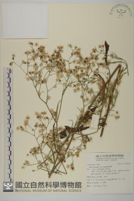 掃帚菊藏品圖，第1張