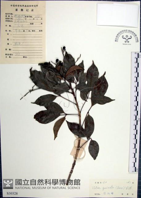 山埔姜藏品圖，第1張