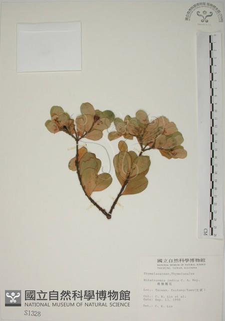 南嶺蕘花藏品圖，第1張