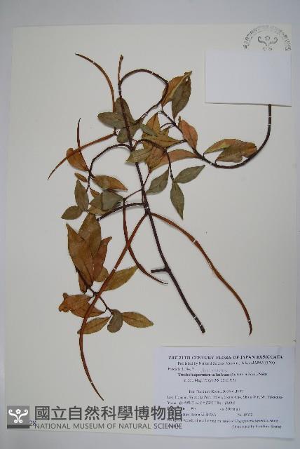 亞洲絡石藏品圖，第1張