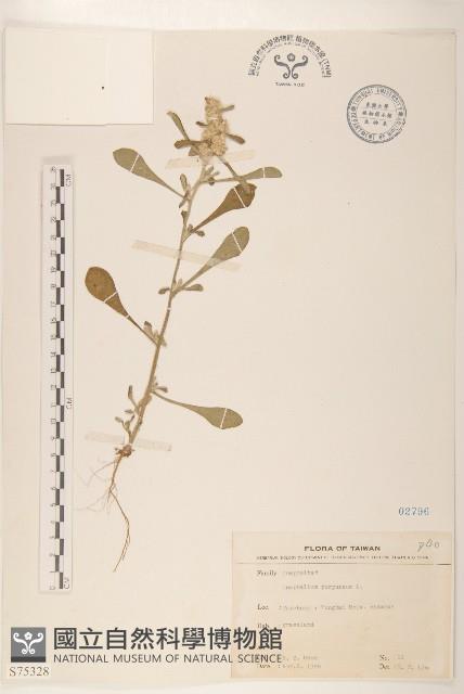 鼠麴舅藏品圖，第1張