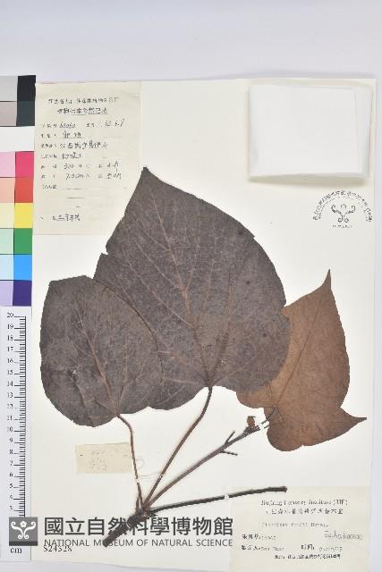 三年桐、光桐藏品圖，第1張