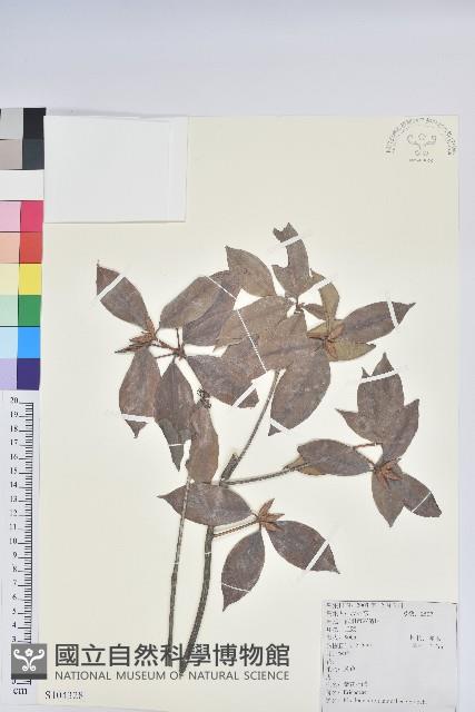 鹿角杜鵑、西施花、青紫木藏品圖，第1張