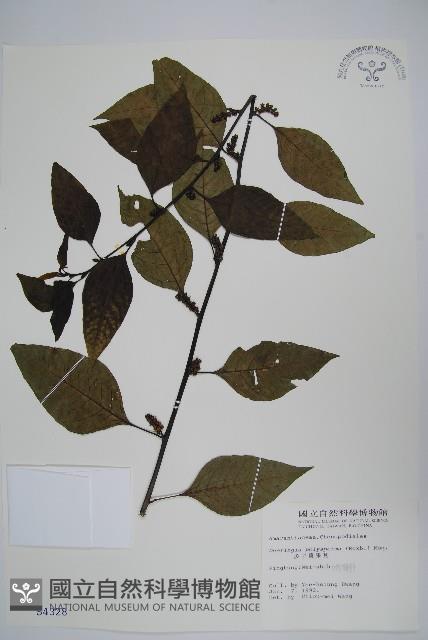 多子漿果莧藏品圖，第1張