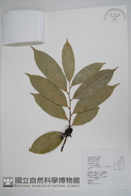 鷹爪花藏品圖，第1張