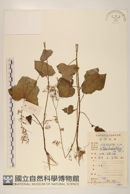 山苦藚、假福王草藏品圖，第1張