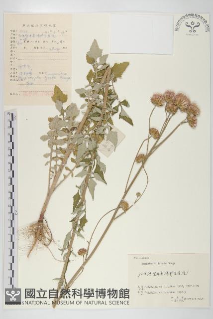 微毛柃藏品圖，第1張