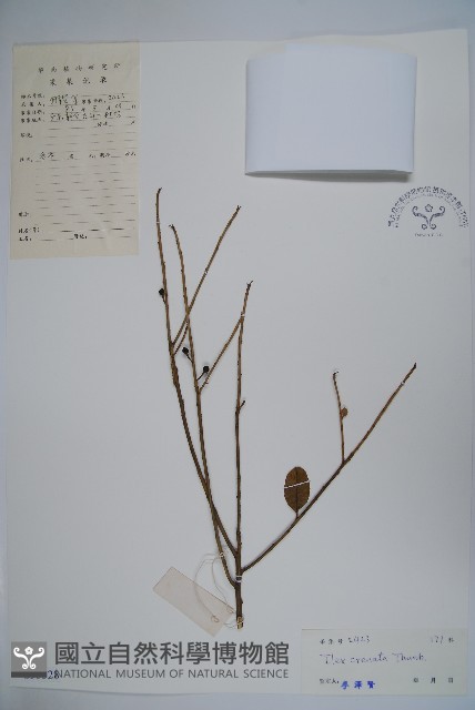 假黃楊藏品圖，第1張