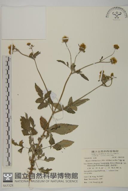 鬼針舅藏品圖，第1張