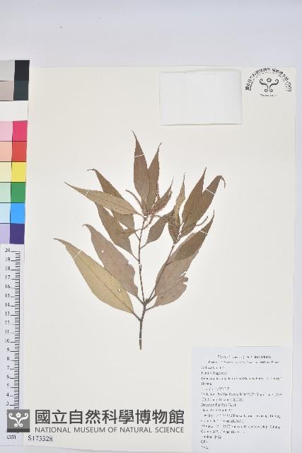 杏葉石櫟、校栗、校櫟藏品圖，第1張