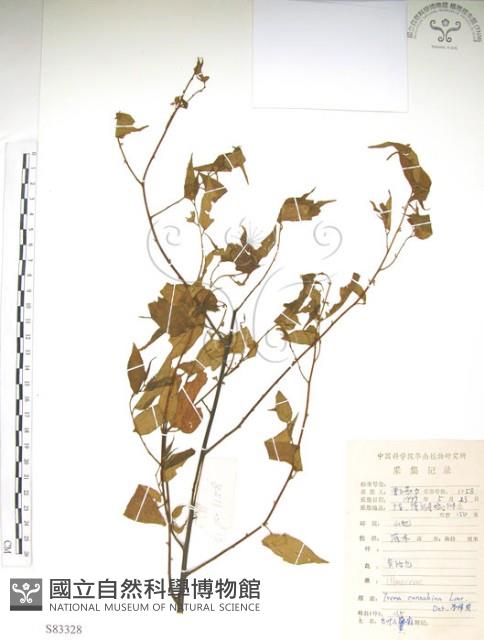 銳葉山黃麻藏品圖，第1張