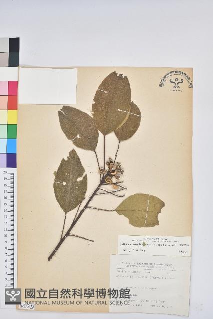 白臼藏品圖，第1張