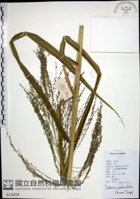 棕葉狗尾草藏品圖，第1張