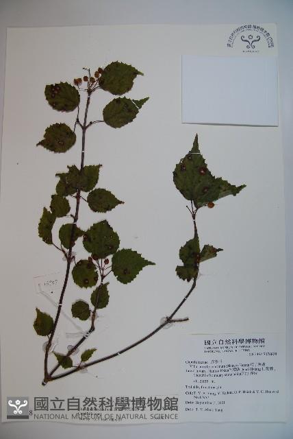 樺葉莢迷、玉山莢迷藏品圖，第1張