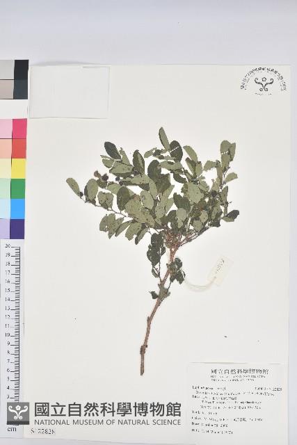 紅仔珠藏品圖，第1張