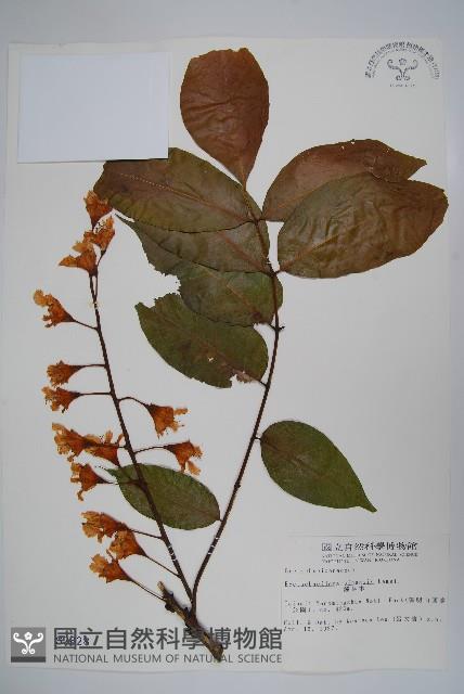 鐘萼木藏品圖，第1張