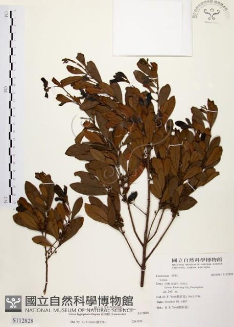 黃肉樹, 小梗木薑子藏品圖，第1張