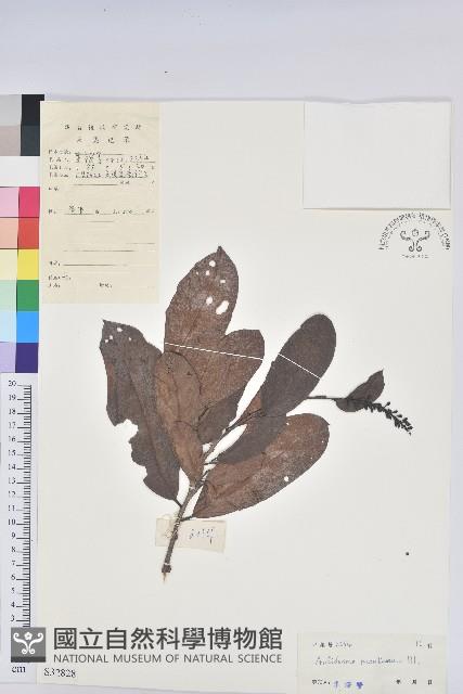 山地五月茶藏品圖，第1張