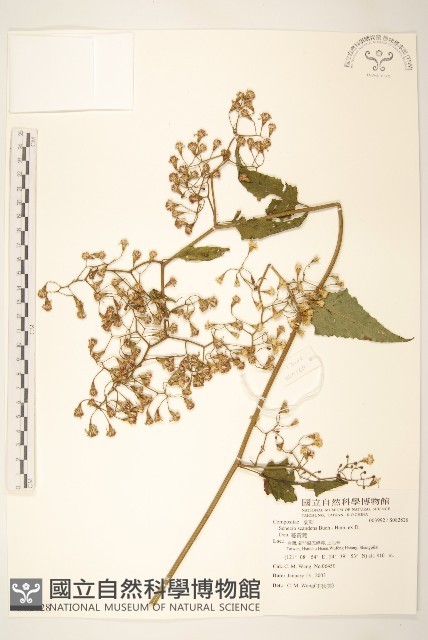 蔓黃菀藏品圖，第1張