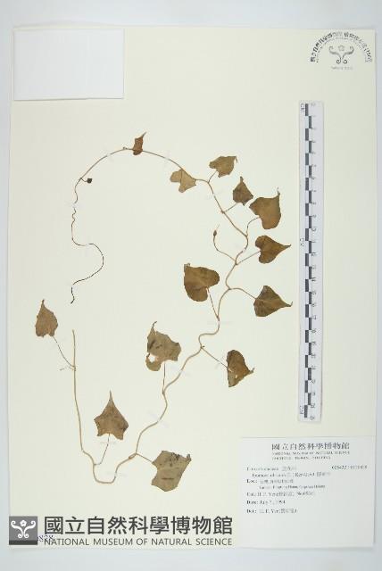 野牽牛藏品圖，第1張