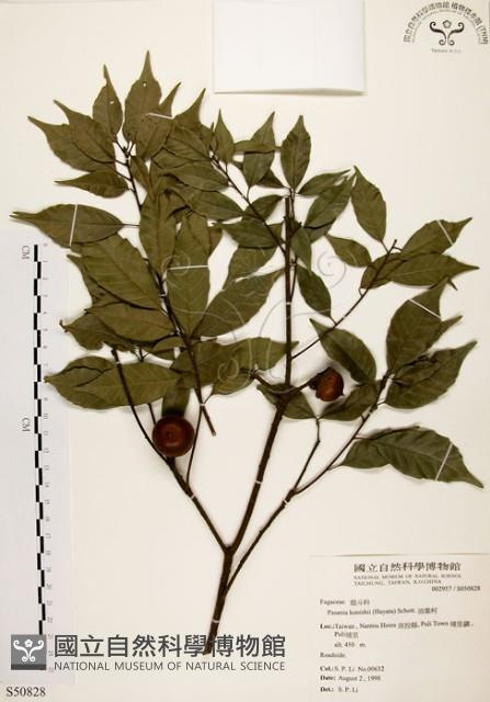 油葉石櫟藏品圖，第1張