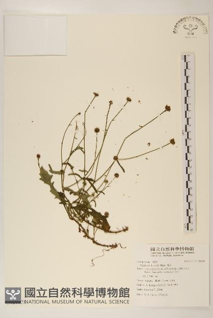 矮菊藏品圖，第1張