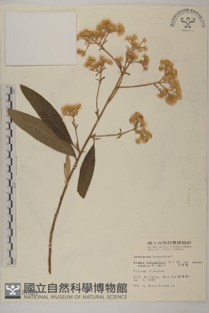 艾納香藏品圖，第1張