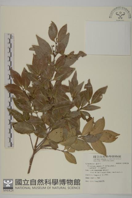 日本賽衛矛、日本假衛矛藏品圖，第1張