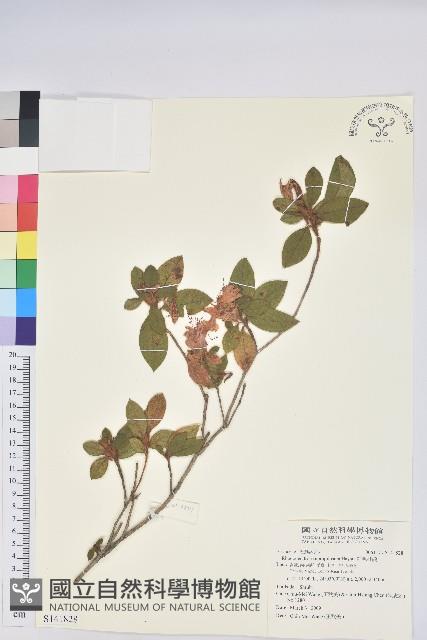 紅毛杜鵑藏品圖，第1張