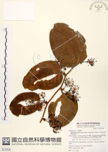 糙莖菝契藏品圖，第1張