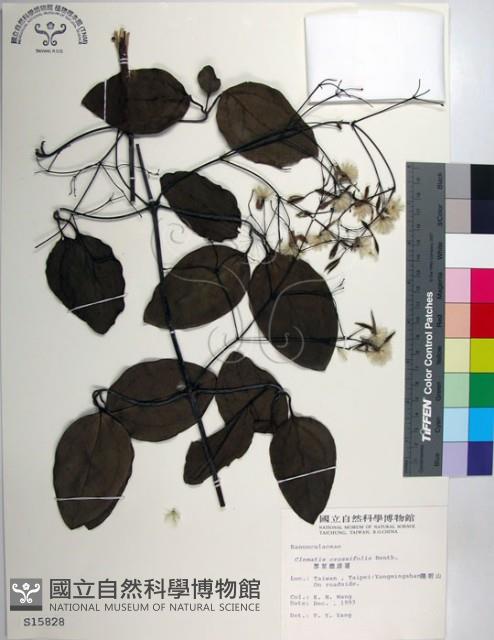 厚葉鐵線蓮藏品圖，第1張