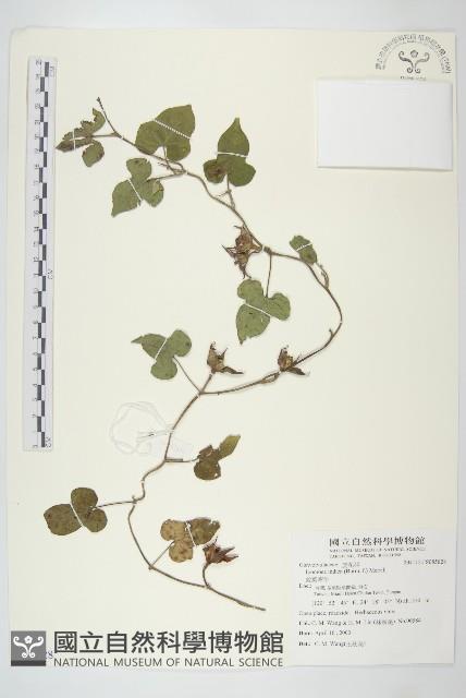 銳葉牽牛藏品圖，第1張