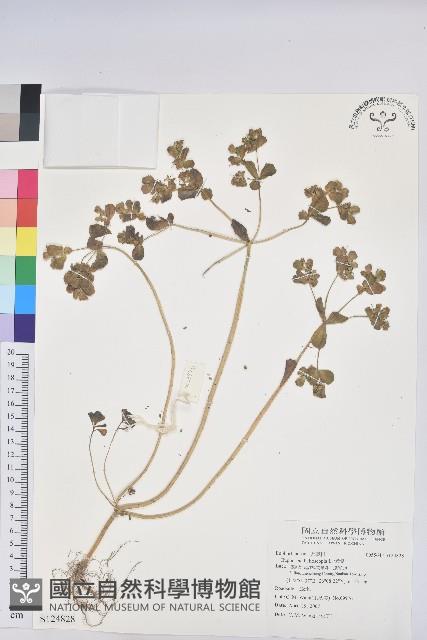 澤漆藏品圖，第1張