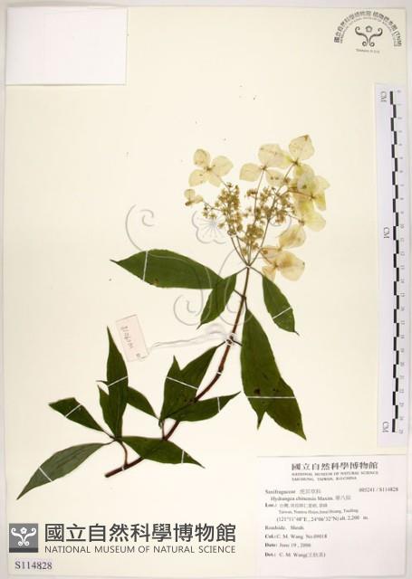 華八仙藏品圖，第1張