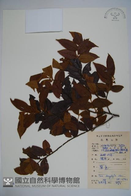黃毛冬青藏品圖，第1張