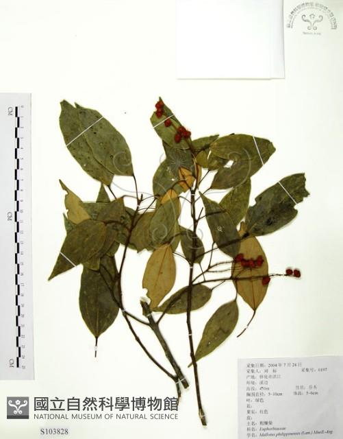 粗糠柴藏品圖，第1張