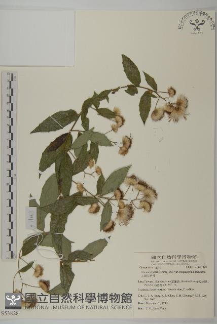 Accession Number:S053828 Collection Image, Figure 1, Total 5 Figures