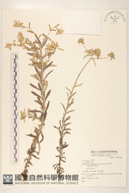 登錄號:S073828藏品圖，第1張