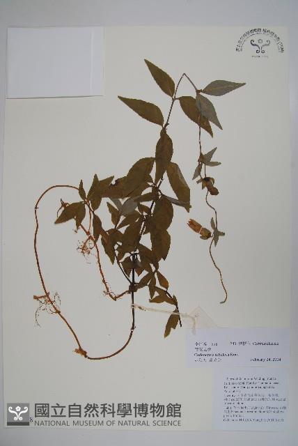 管花黨參藏品圖，第1張