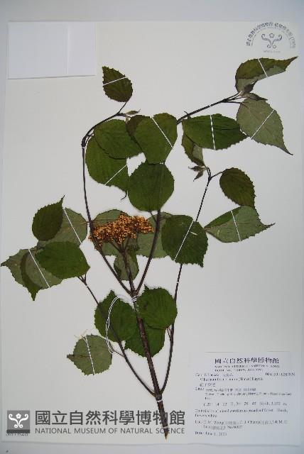 紅子莢迷藏品圖，第1張