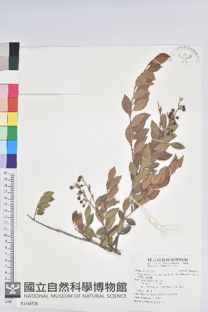 臺灣大葉越橘藏品圖，第1張